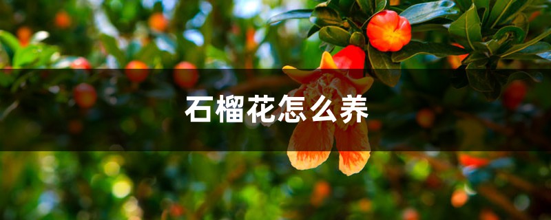 石榴花怎么养 石榴花怎么养