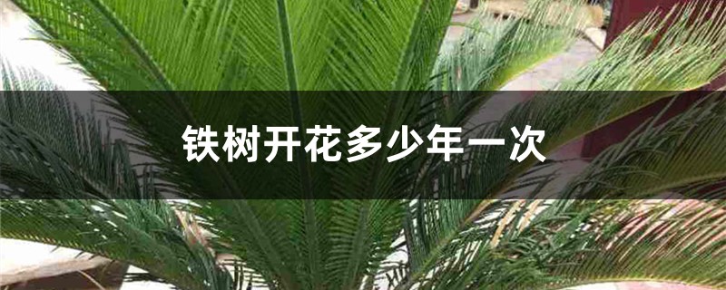 铁树开花多少年一次 铁树开花多少年一次
