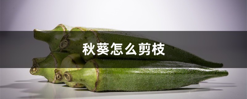 秋葵怎么剪枝 秋葵怎么剪枝