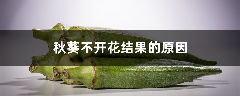 秋葵不开花结果的原因 秋葵不开花结果的原因