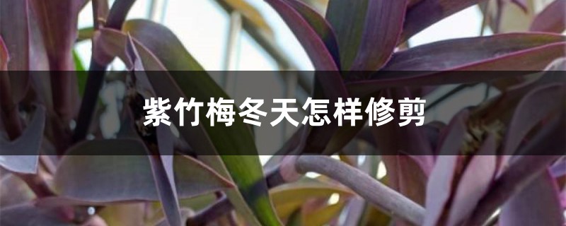 紫竹梅冬天怎样修剪 紫竹梅冬天怎样修剪