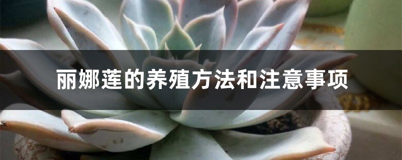 丽娜莲的养殖方法和注意事项 丽娜莲的养殖方法和注意事项