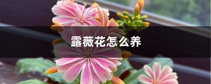 露薇花怎么养 露薇花怎么养