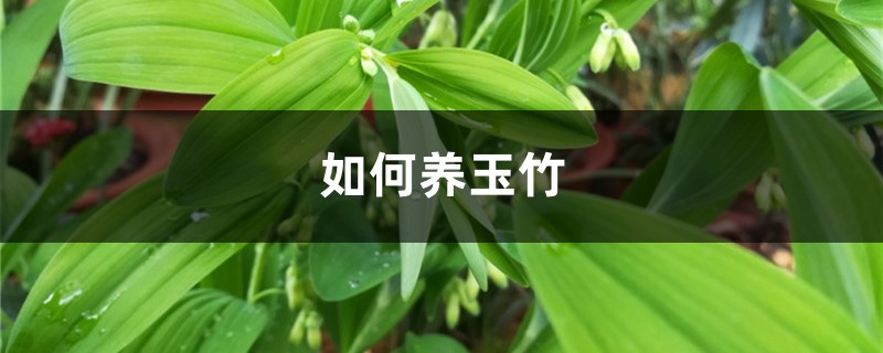 如何养玉竹 如何养玉竹
