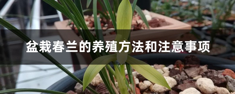 盆栽春兰的养殖方法和注意事项 盆栽春兰的养殖方法和注意事项