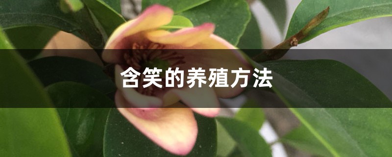 含笑的养殖方法 含笑的养殖方法