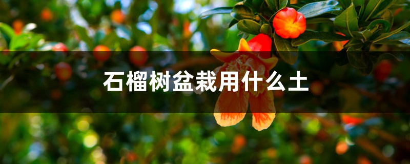 石榴树盆栽用什么土 石榴树盆栽用什么土