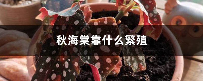 秋海棠靠什么繁殖 秋海棠靠什么繁殖