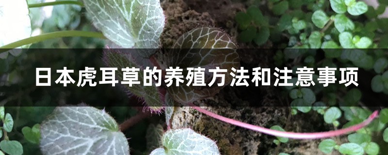 日本虎耳草的养殖方法和注意事项 日本虎耳草的养殖方法和注意事项