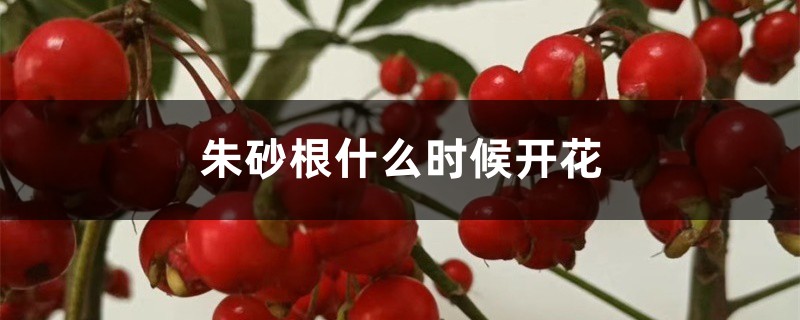 朱砂根什么时候开花 朱砂根什么时候开花
