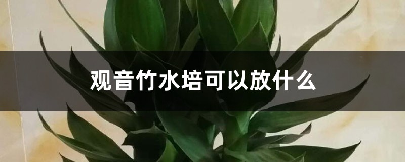 观音竹水培可以放什么 观音竹水培可以放什么