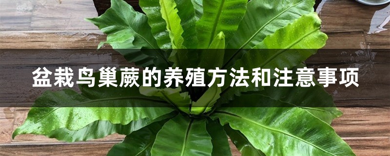 盆栽鸟巢蕨的养殖方法和注意事项 盆栽鸟巢蕨的养殖方法和注意事项