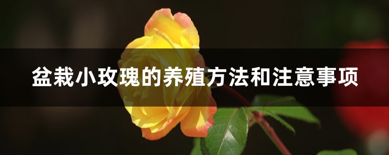 盆栽小玫瑰的养殖方法和注意事项 盆栽小玫瑰的养殖方法和注意事项