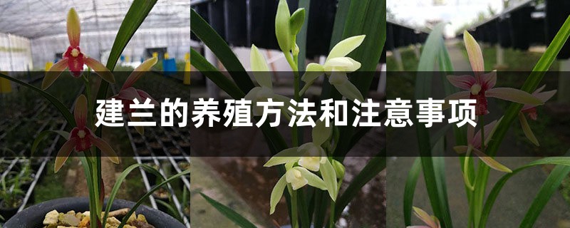 建兰的养殖方法和注意事项 建兰的养殖方法和注意事项
