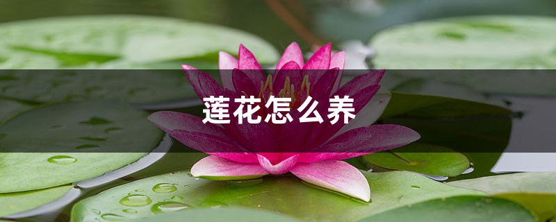 莲花怎么养 莲花怎么养