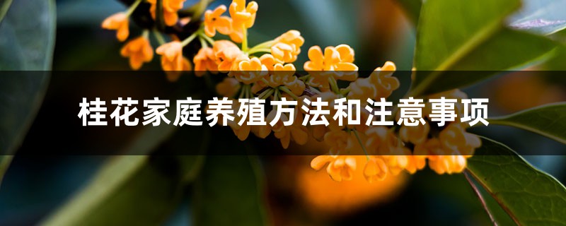 桂花家庭养殖方法和注意事项 桂花家庭养殖方法和注意事项