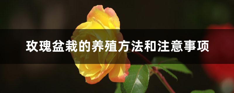 玫瑰盆栽的养殖方法和注意事项 玫瑰盆栽的养殖方法和注意事项