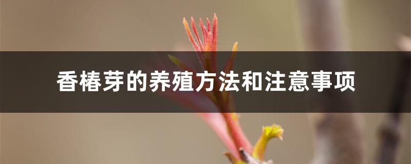 香椿芽的养殖方法和注意事项 香椿芽的养殖方法和注意事项