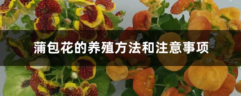 蒲包花的养殖方法和注意事项 蒲包花的养殖方法和注意事项