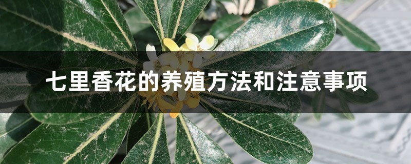 七里香花的养殖方法和注意事项 七里香花的养殖方法和注意事项