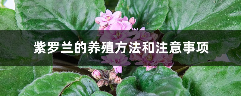 紫罗兰的养殖方法和注意事项 紫罗兰的养殖方法和注意事项