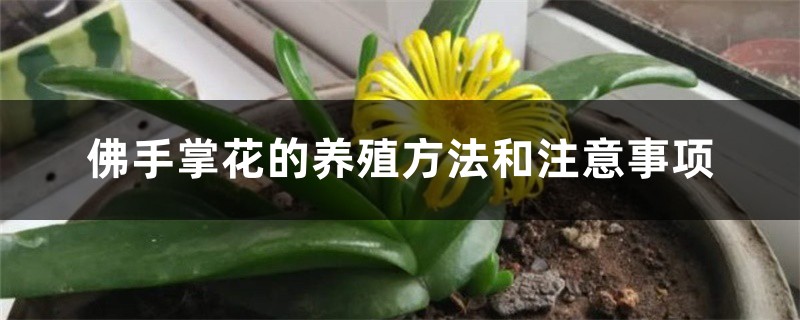 佛手掌花的养殖方法和注意事项 佛手掌花的养殖方法和注意事项