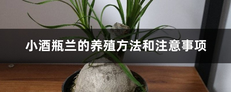 小酒瓶兰的养殖方法和注意事项 小酒瓶兰的养殖方法和注意事项