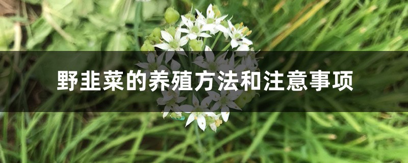野韭菜的养殖方法和注意事项 野韭菜的养殖方法和注意事项