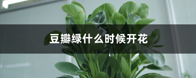 豆瓣绿什么时候开花 豆瓣绿什么时候开花