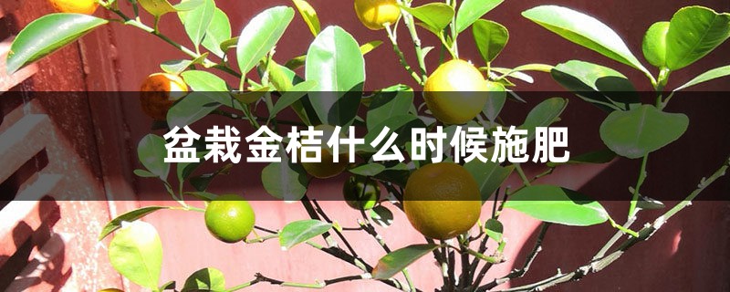 盆栽金桔什么时候施肥 盆栽金桔什么时候施肥
