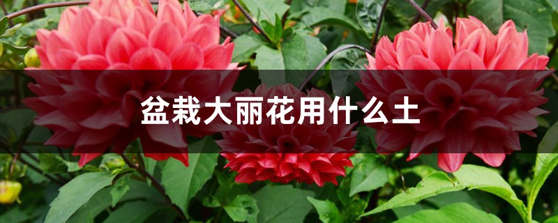 盆栽大丽花用什么土 盆栽大丽花用什么土
