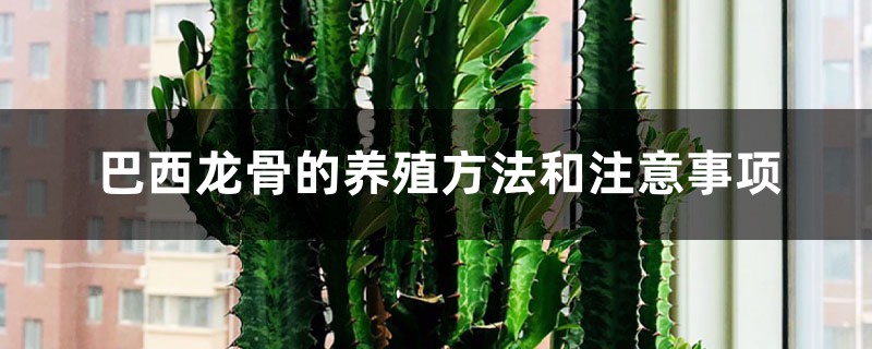 巴西龙骨的养殖方法和注意事项 巴西龙骨的养殖方法和注意事项