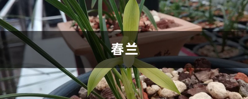张大爷养“春兰”,就用这“3种”废料,白根冒花苞蹿! 张大爷养“春兰”,就用这“3种”废料,白根冒花苞蹿!