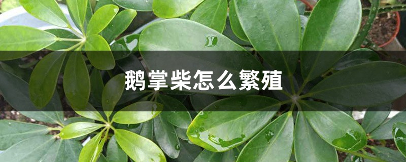 鹅掌柴怎么繁殖 鹅掌柴怎么繁殖