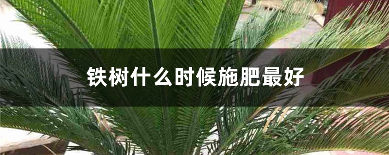 铁树什么时候施肥最好,怎么施肥 铁树什么时候施肥最好,怎么施肥