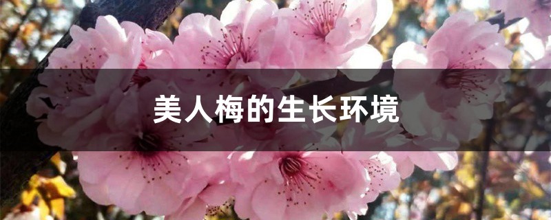 美人梅的生长环境,耐寒多少度 美人梅的生长环境,耐寒多少度