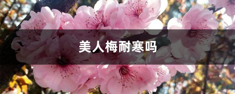 美人梅耐寒吗,冬天怎么过冬 美人梅耐寒吗,冬天怎么过冬