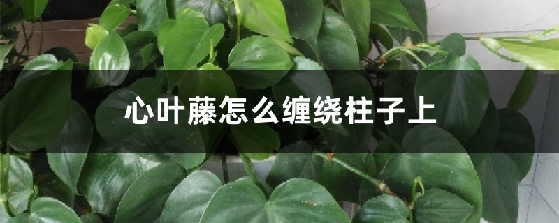 心叶藤怎么养,怎么缠绕柱子上 心叶藤怎么养,怎么缠绕柱子上