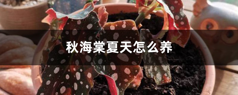 秋海棠夏天怎么养 秋海棠夏天怎么养