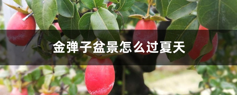 金弹子盆景怎么过夏天 金弹子盆景怎么过夏天