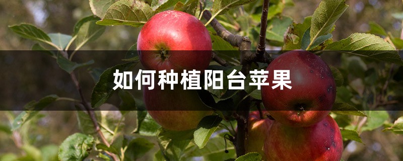 如何种植阳台苹果 如何种植阳台苹果