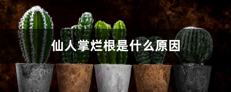 仙人掌烂根是什么原因 仙人掌烂根是什么原因