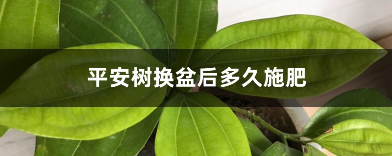 平安树换盆后多久施肥 平安树换盆后多久施肥