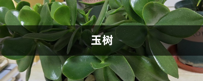 10年的玉树、巴西木,满树开出万朵花,好运要来了! 10年的玉树、巴西木,满树开出万朵花,好运要来了!