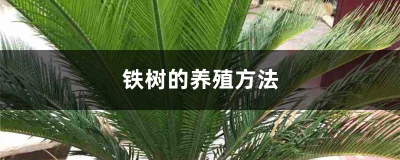 铁树的养殖方法 铁树的养殖方法
