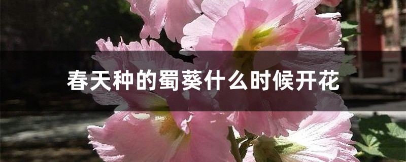 春天种的蜀葵什么时候开花 春天种的蜀葵什么时候开花
