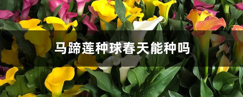 马蹄莲种球春天能种吗 马蹄莲种球春天能种吗