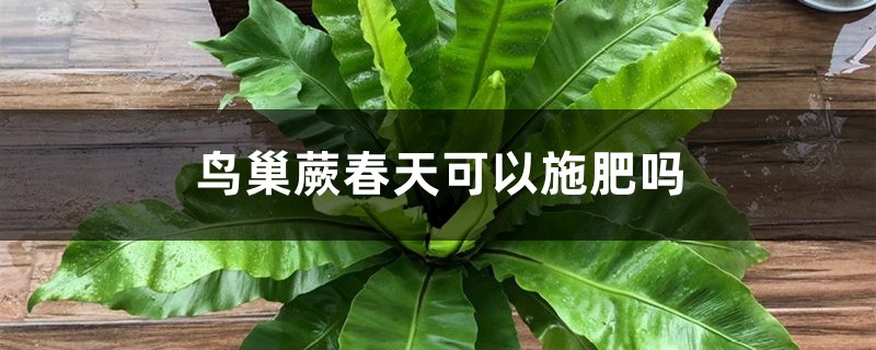 鸟巢蕨春天可以施肥吗 鸟巢蕨春天可以施肥吗
