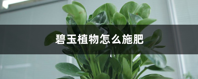 碧玉植物怎么施肥 碧玉植物怎么施肥