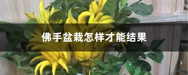 佛手盆栽怎样才能结果 佛手盆栽怎样才能结果